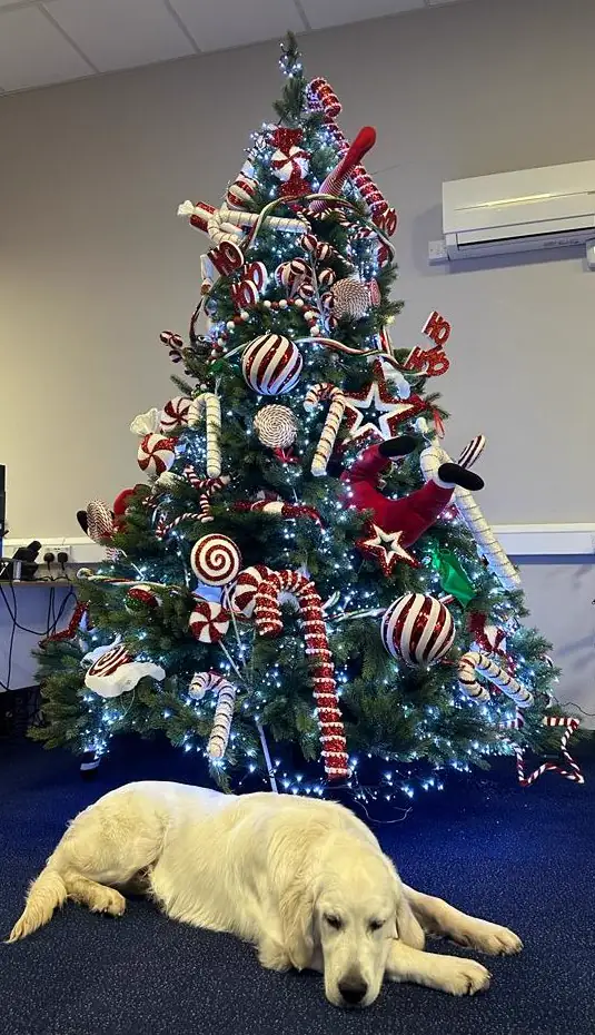 Merry Christmas!